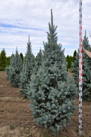 Picea pungens 'Iseli Fastigiata'